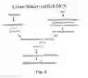 Fig. 07 - APROTININ POLYPEPTIDES FOR TRANSPORTING A COMPOUND ACROSS THE BLOOD-BRAIN BARRIER