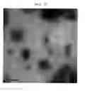 Fig. 04 - Microvesicles derived from cell protoplast and use thereof