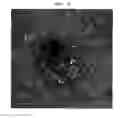 Fig. 05 - Microvesicles derived from cell protoplast and use thereof