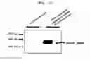 Fig. 12 - Microvesicles derived from cell protoplast and use thereof