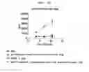 Fig. 15 - Microvesicles derived from cell protoplast and use thereof