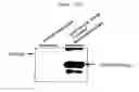 Fig. 18 - Microvesicles derived from cell protoplast and use thereof