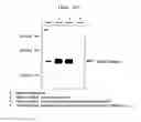 Fig. 19 - Microvesicles derived from cell protoplast and use thereof