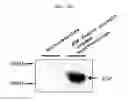 Fig. 24 - Microvesicles derived from cell protoplast and use thereof
