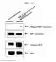 Fig. 28 - Microvesicles derived from cell protoplast and use thereof