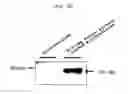 Fig. 33 - Microvesicles derived from cell protoplast and use thereof