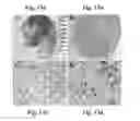 Fig. 13 - DISEASE TREATMENT VIA DEVELOPING NON-SYNGENEIC GRAFT TRANSPLANTATION