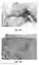 Fig. 31 - Collagen scaffolds, medical implants with same and methods of use