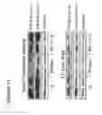 Fig. 49 - Protein activity modification