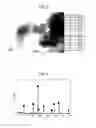 Fig. 04 - EXHAUST GAS PURIFYING CATALYST AND METHOD FOR PRODUCING SAME
