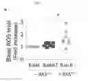 Fig. 08 - Quinazolinone-based oncogenic-RAS-selective lethal compounds and their use