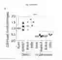 Fig. 10 - Quinazolinone-based oncogenic-RAS-selective lethal compounds and their use