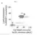 Fig. 23 - Quinazolinone-based oncogenic-RAS-selective lethal compounds and their use