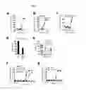 Fig. 30 - Quinazolinone-based oncogenic-RAS-selective lethal compounds and their use