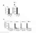 Fig. 34 - Quinazolinone-based oncogenic-RAS-selective lethal compounds and their use