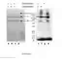 Fig. 07 - COMPOSITIONS AND METHODS FOR TREATMENT