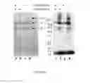 Fig. 07 - COMPOSITIONS AND METHODS FOR TREATMENT