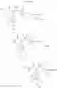 Fig. 46 - Antifibrinolytic compounds