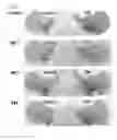 Fig. 03 - Peptides and use thereof