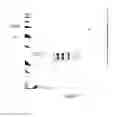 Fig. 04 - Oil globule protein and uses thereof