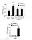 Fig. 02 - Composition for preventing or treating fracture or osteoporosis using slit-robo system