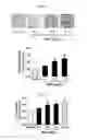 Fig. 10 - Composition for preventing or treating fracture or osteoporosis using slit-robo system