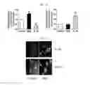 Fig. 12 - Composition for preventing or treating fracture or osteoporosis using slit-robo system