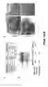 Fig. 02 - FUSION POLYPEPTIDES AND METHODS OF USE THEREOF