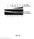 Fig. 22 - FUSION POLYPEPTIDES AND METHODS OF USE THEREOF