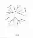 Fig. 02 - HUMAN BINDING MOLECULES CAPABLE OF NEUTRALIZING INFLUENZA VIRUS H3N2 AND USES THEREOF