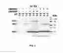Fig. 04 - HUMAN BINDING MOLECULES CAPABLE OF NEUTRALIZING INFLUENZA VIRUS H3N2 AND USES THEREOF