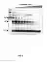 Fig. 07 - HUMAN BINDING MOLECULES CAPABLE OF NEUTRALIZING INFLUENZA VIRUS H3N2 AND USES THEREOF