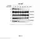 Fig. 08 - HUMAN BINDING MOLECULES CAPABLE OF NEUTRALIZING INFLUENZA VIRUS H3N2 AND USES THEREOF