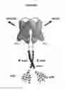 Fig. 61 - Deimmunized serum-binding domains and their use in extending serum half-life