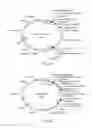 Fig. 02 - RECOMBINANT ANTIBODY COMPOSITIONS AND METHODS OF USE THEREOF
