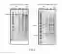 Fig. 03 - RECOMBINANT ANTIBODY COMPOSITIONS AND METHODS OF USE THEREOF