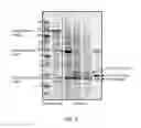 Fig. 06 - RECOMBINANT ANTIBODY COMPOSITIONS AND METHODS OF USE THEREOF