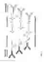 Fig. 02 - Polyclonal bispecific antibody compositions and method of use