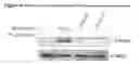 Fig. 07 - PRLR-SPECIFIC ANTIBODY AND USES THEREOF