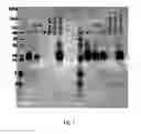 Fig. 02 - COMPOSITIONS AND METHODS FOR REDUCING CAT ALLERGENS IN THE ENVIRONMENT