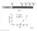 Fig. 18 - Generating hepatocytes