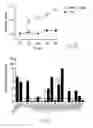 Fig. 29 - Generating hepatocytes