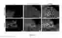 Fig. 40 - Generating hepatocytes