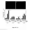 Fig. 03 - Immortalization of cells including neuronal cells