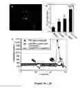 Fig. 04 - Immortalization of cells including neuronal cells
