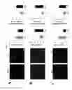 Fig. 07 - NOVEL METHODS TO REGENERATE HUMAN LIMBAL STEM CELLS