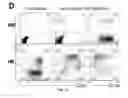 Fig. 04 - Method of making primate cells expressing apelin receptor that have mesangioblast potential