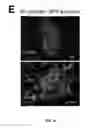 Fig. 05 - Method of making primate cells expressing apelin receptor that have mesangioblast potential