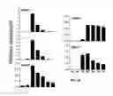 Fig. 09 - Method of making primate cells expressing apelin receptor that have mesangioblast potential