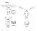 Fig. 02 - Method for purifying transgenic factor VII/VIIA